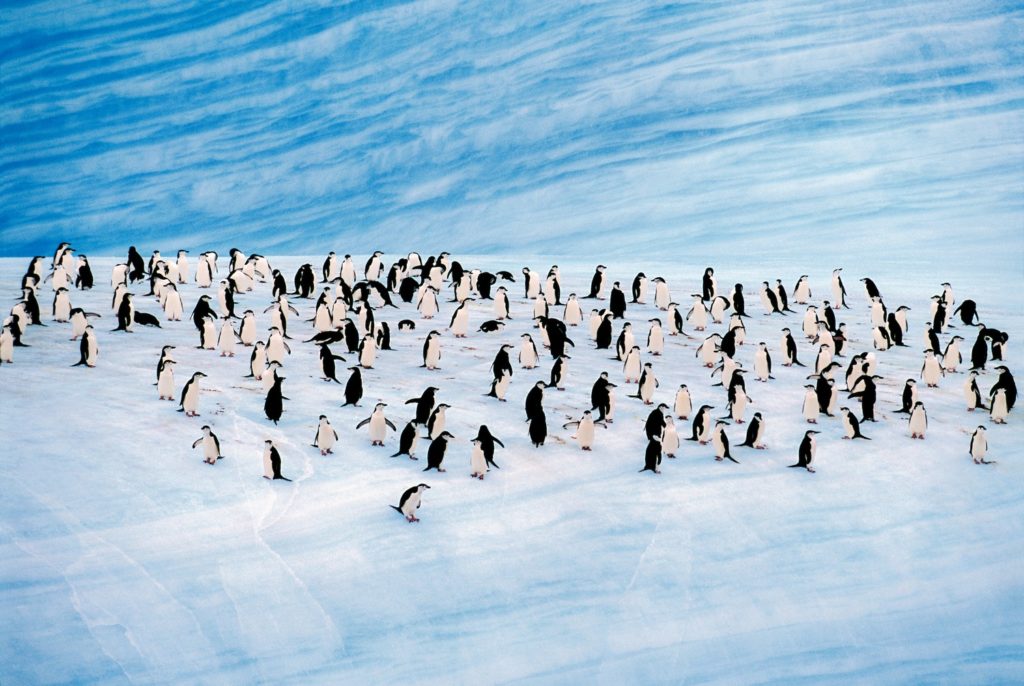 Croisière de luxe antarctique Silversea