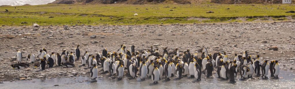 Quark propose un Safari des Pingouins en Géorgie du Sud et Antarctique