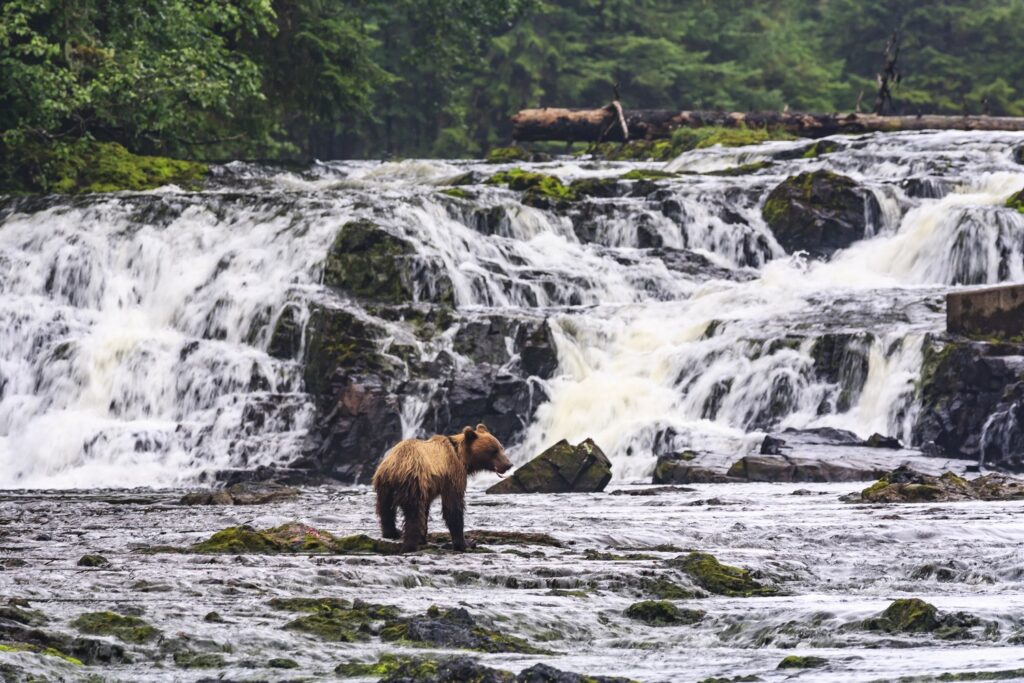 Voyages en mer en Alaska avec Oceania Cruises