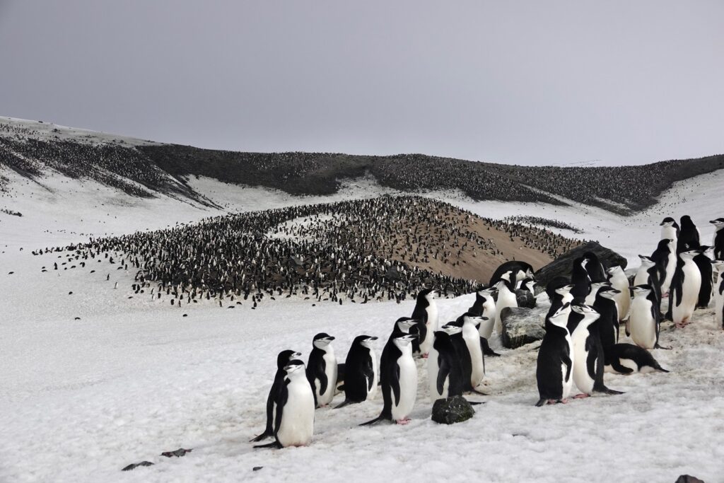 La beauté de l'Antarctique avec Silversea